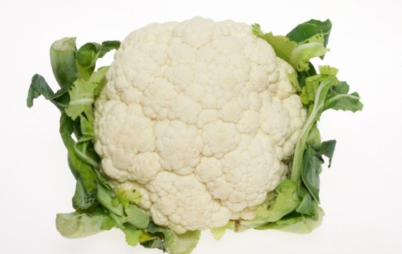 Conopidă pané
