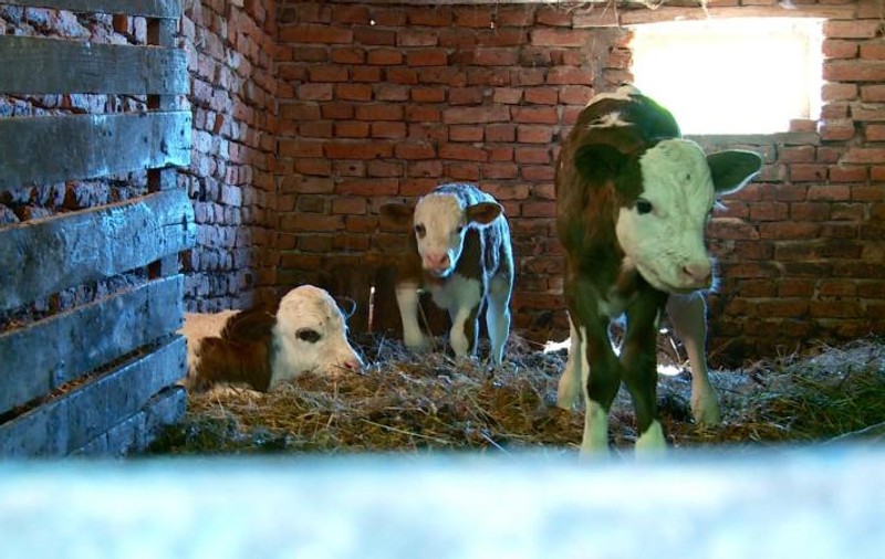 O vacă a fătat patru viței în Maramureș. Văcuța a devenit vedetă în sat