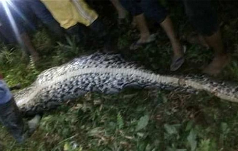 Tânăr de 25 de ani înghițit de un piton. Cum l-au descoperit | VIDEO