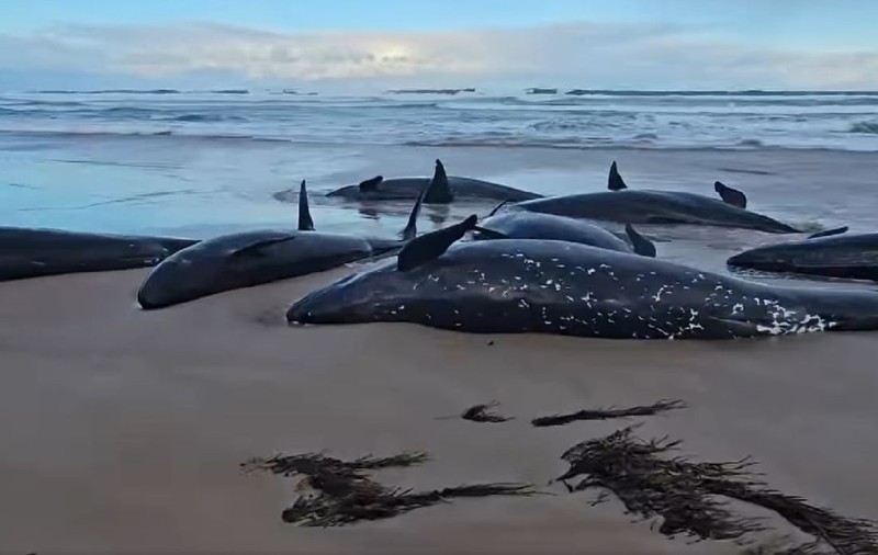 90 de balene ucigașe vor fi eutanasiate, după ce au eșuat pe plajă |VIDEO