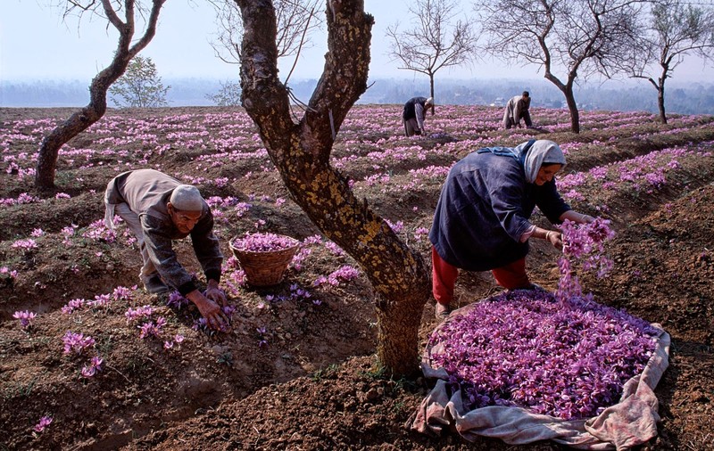 Ministrul Agriculturii: Ţăranii românii ar putea cultiva plante mai scumpe decât aurul!
