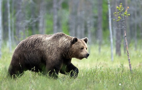 Un urs a fost văzut de două ori sâmbătă, 19 septembrie 2026, în orașul Pucioasa, județul Dâmbovița, situat la aproximativ 100 de kilometri de București. Sursă foto Shutterstock