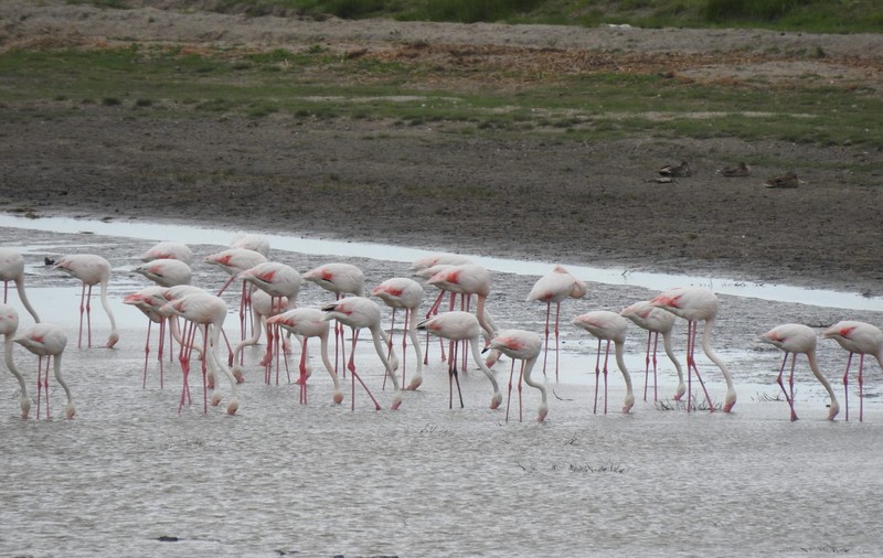 Imagini spectaculoase. Peste 100 de păsări flamingo  observate în Delta Dunării