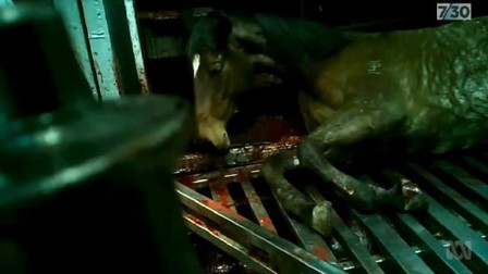 Un cal de curse, măcelărit în abator