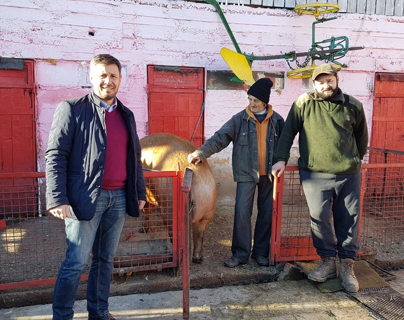 Cel mai mare porc din țară a intrat în posesia lui Traian Igaș GALERIE FOTO