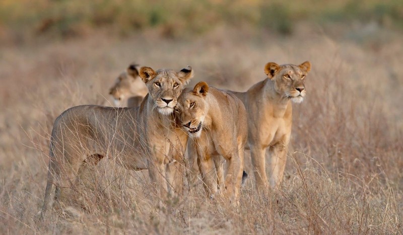Patru leoaice în Rezervația Națională Samburu, Kenya, Africa de Est, Africa. Sursă foto: Profimedia Images