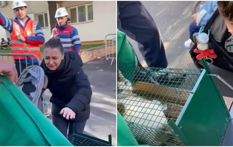 Momentul emoționant în care o stăpână îl revede pe motanul Thomas, salvat din blocul din Rahova afectat de explozie | VIDEO