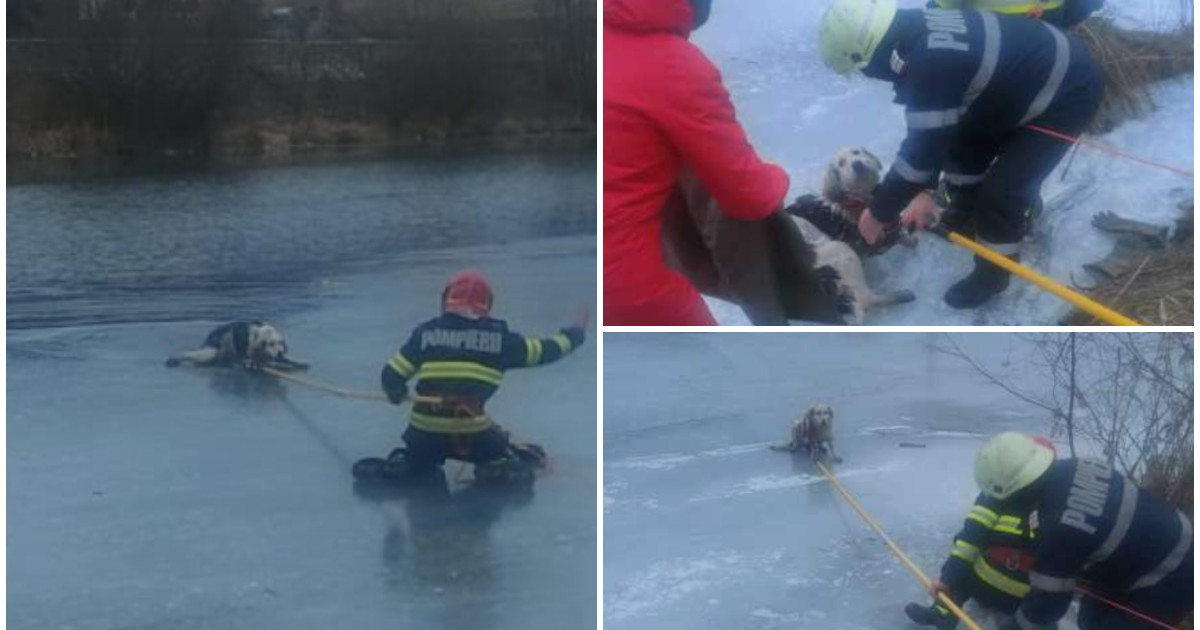 Pompierii în timp ce salvează cățelul de pe apa înghețată