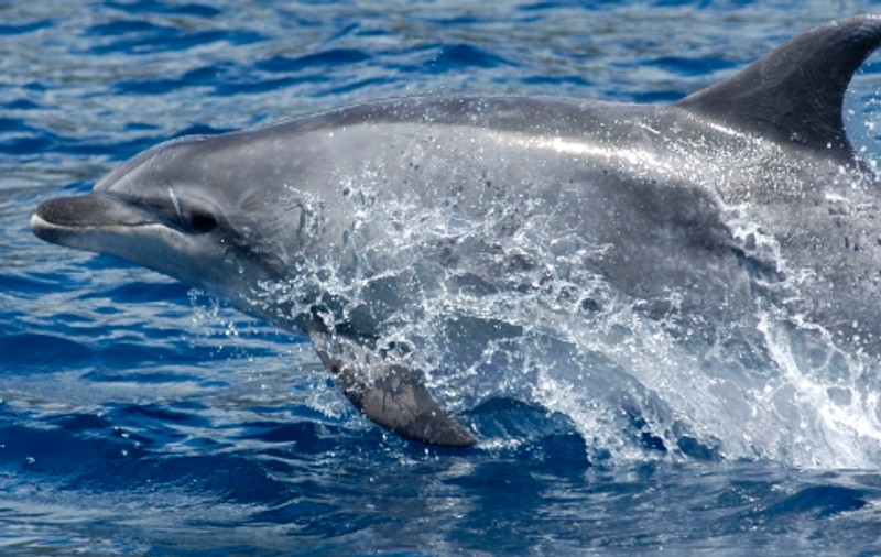 Au salvat un pui de delfin, dus de tsunami într-un câmp de orez