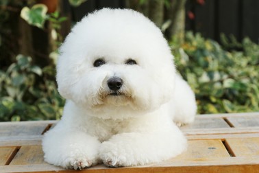 Cum arată un Bichon Frise