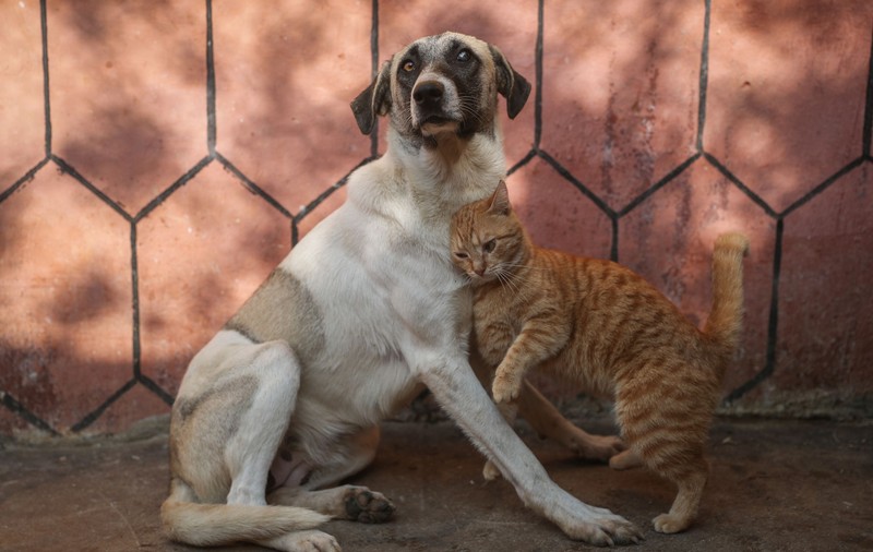 Un om al străzii a salvat toate animalele dintr-un adăpost din Atlanta care luase foc. „Câinele meu îmi este cel mai bun prieten”