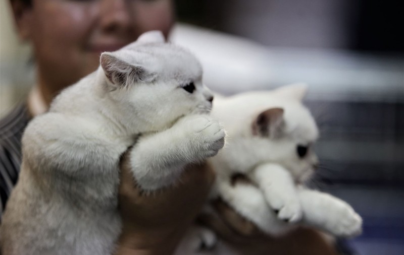 Suedezii îşi cazează animalele de companie la hotel pentru a le proteja de artificii