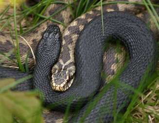 Vipera comună, care se găsește și în România