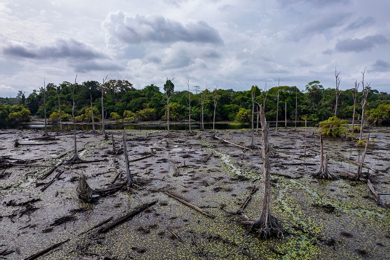 Arbori morți și pe moarte lângă granița Ghana-Coasta de Fildeș, un punct fierbinte de biodiversitate tropicală în zona pădurii veșnic verde umede din Ghana, ca urmare a schimbărilor climatice | Foto: Profimedia