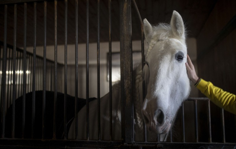 Rețea de traficanți de carne de cal din Brașov, destructurată de procurori. Printre suspecți, medici veterinari și angajați ai DSV