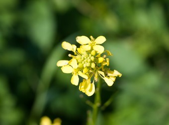 Flori de sânziene