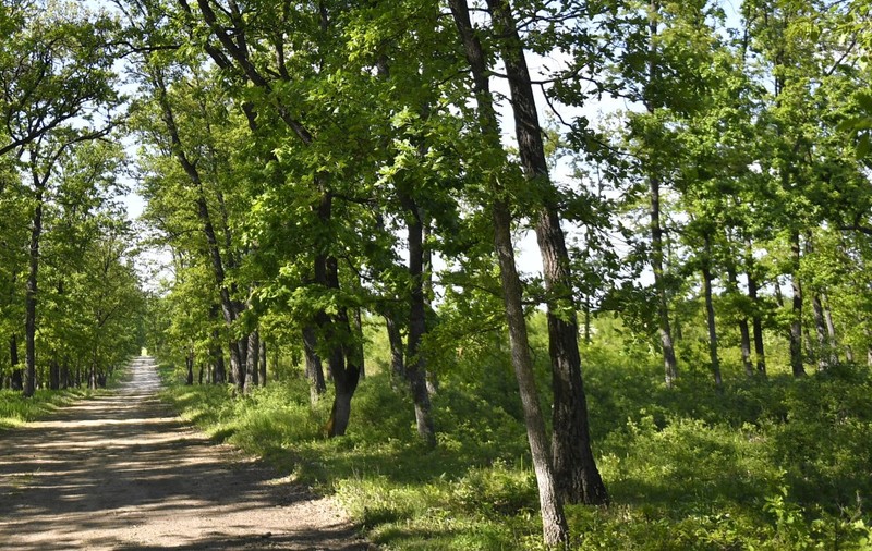 Un copac a căzut peste un băiat, într-o pădure din Braşov. A intervenit elicopterul SMURD