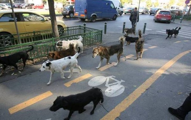 USL va pierde voturile iubitorilor de animale! O VEDETĂ DIN TV lansează avertismentul care CAUZEAZĂ DURERI clasei politice româneşti