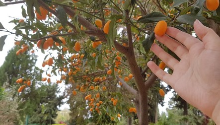 Planta de kumquats