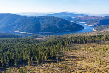 Noul Cod Silvic prevede sancțiuni mai aspre pentru tăierile ilegale | Foto: 123rf