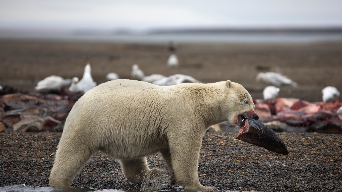 Un tată a fost omorât de un urs polar
