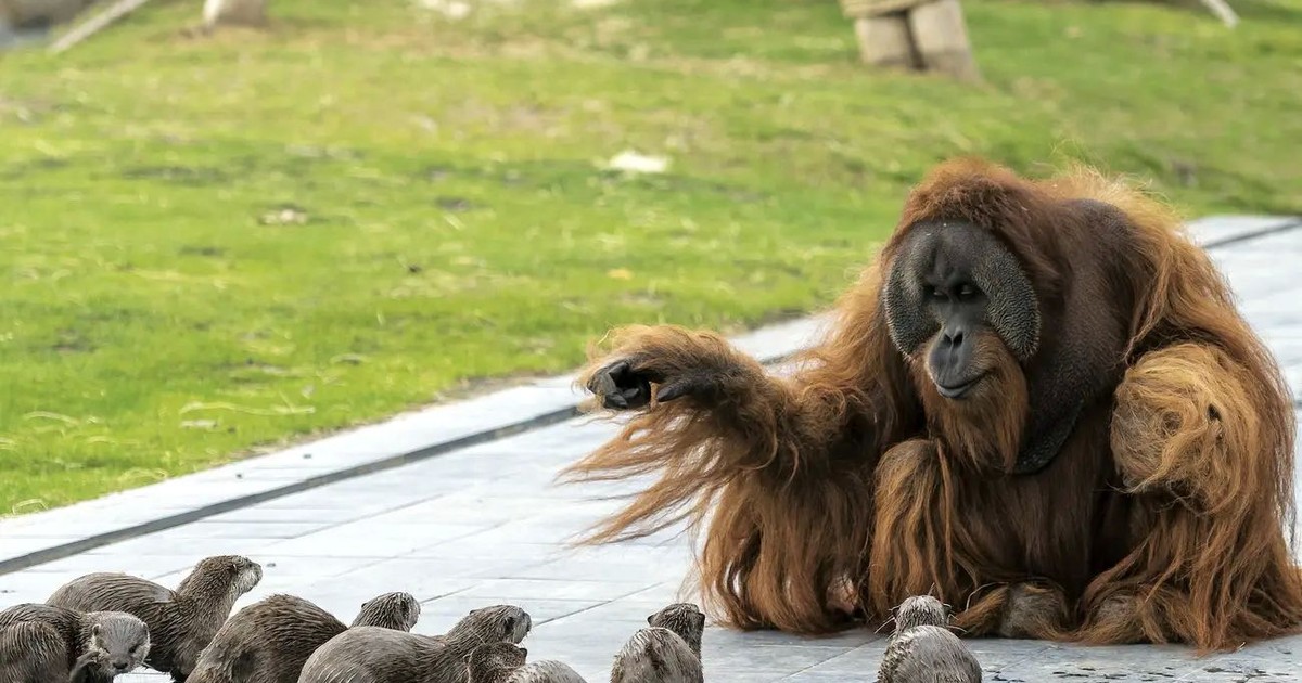 Prietenie între urangutani și vidre la o grădină zoologică