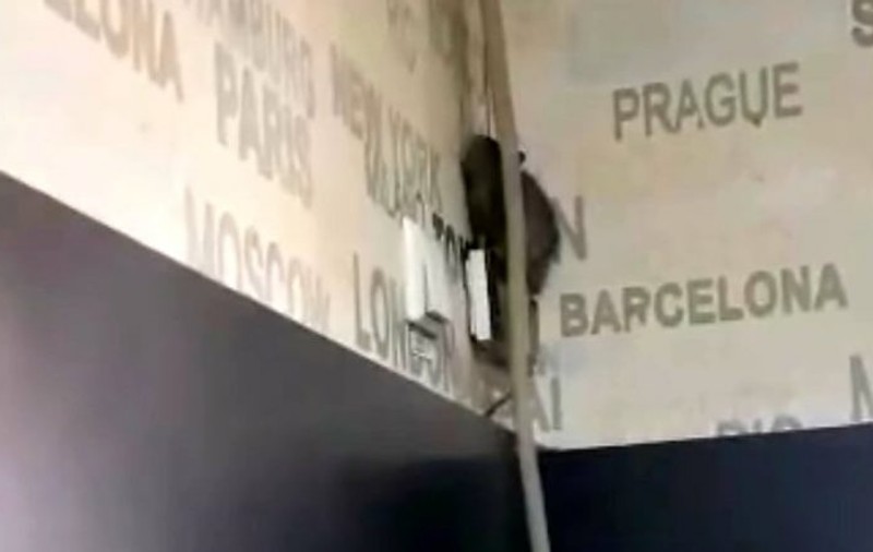 Șobolan filmat plimbându-se pe pereți, într-o cofetărie din Târgu Jiu