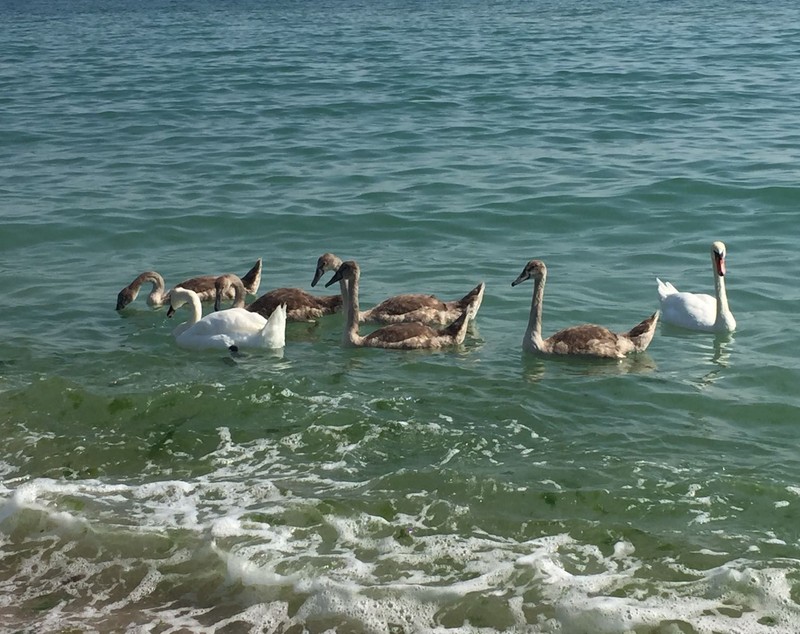 Familie de lebede la Marea Neagră. Imagini de vis pentru turiștii veniți pe litoral | FOTO ȘI VIDEO