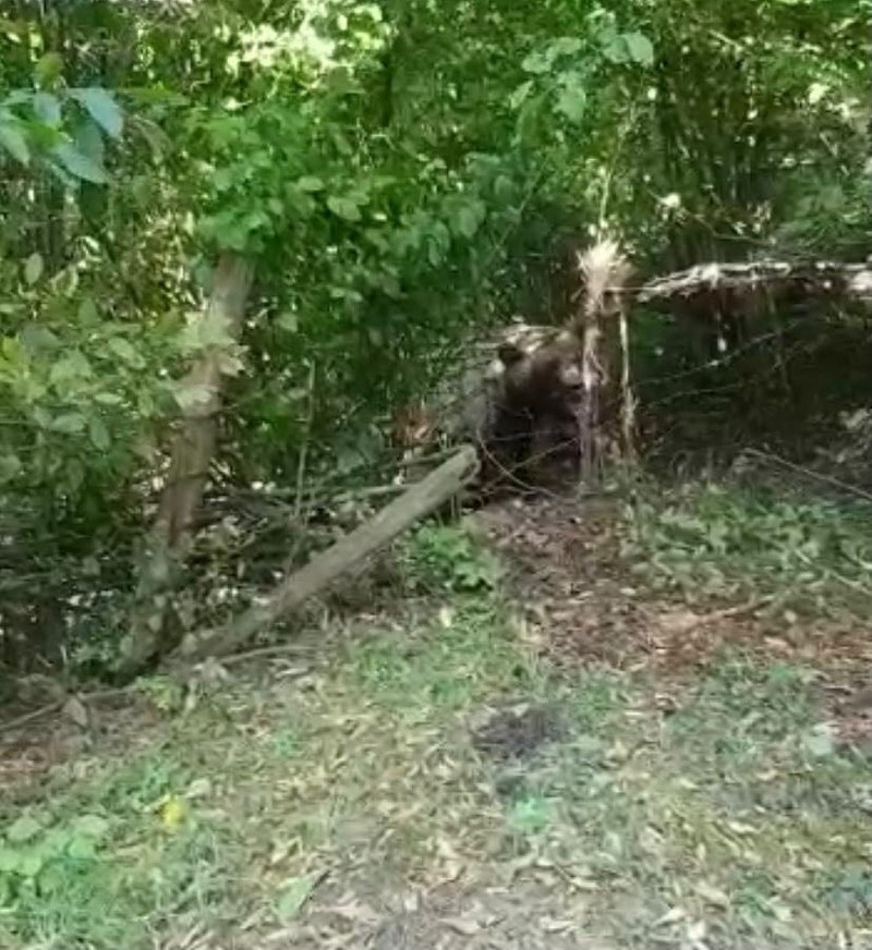Ursul s-a prins în gardul de sârmă.