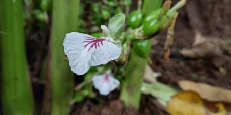 Planta de cardamon înflorită