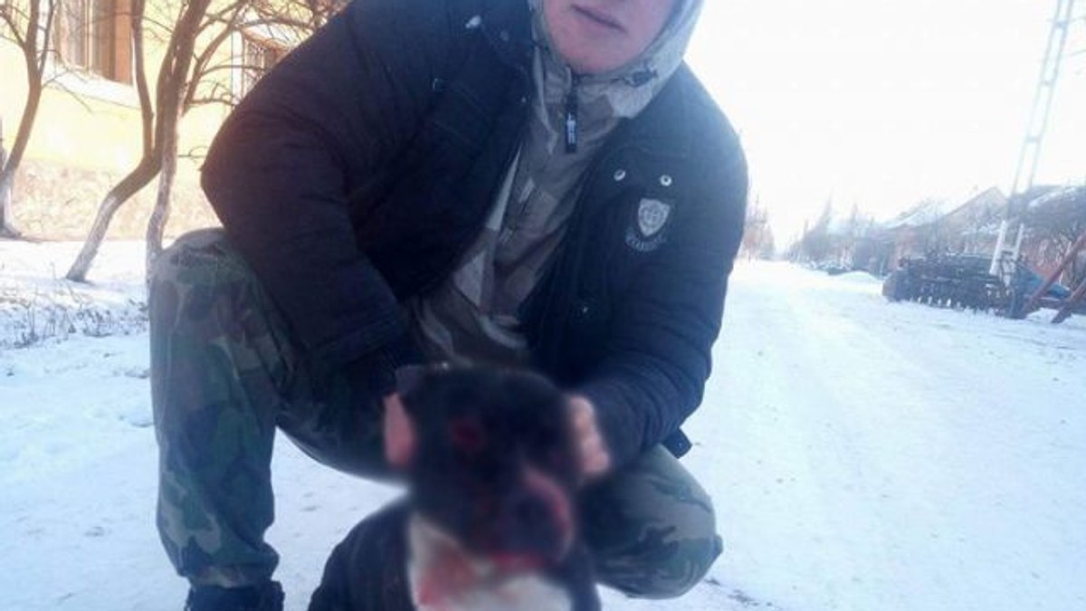 Fără pic de milă, un tânăr din Arad și-a pus pitbull-ul să sfâșie alt câine legat, spre amuzamentul prietenilor săi. Scena de-o cruzime fără margini a fost filmată