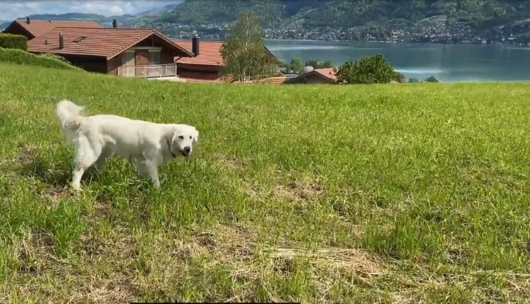 Eileen zburdă pe dealul de lângă casă.