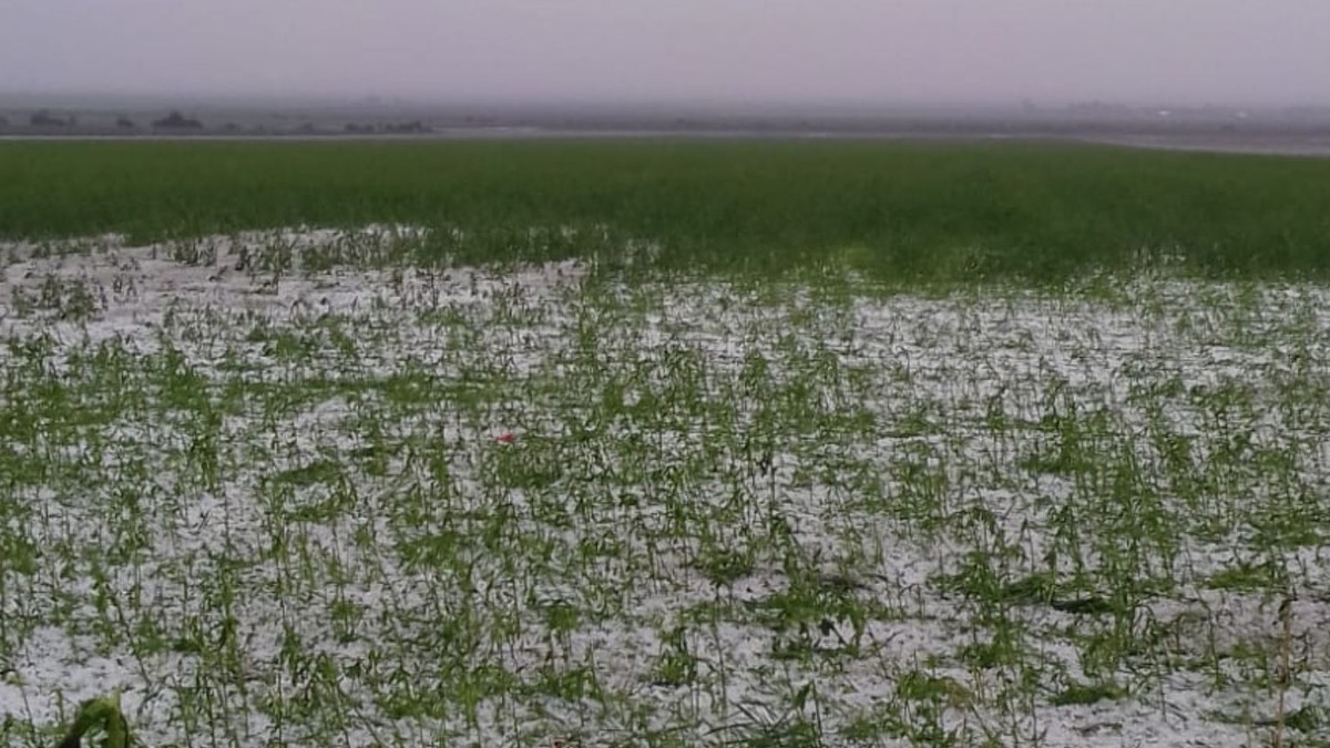 Ministrul Agriculturii, Petre Daea, a declarat sâmbătă, la Centrul Antigrindină din localitatea Dancu, că vor fi înfiinţate în ţară 65 de noi puncte de lansare a rachetelor antigrindină, iar alte patru în judeţul Iaşi, aici numărul lor urmând să ajungă la 18.