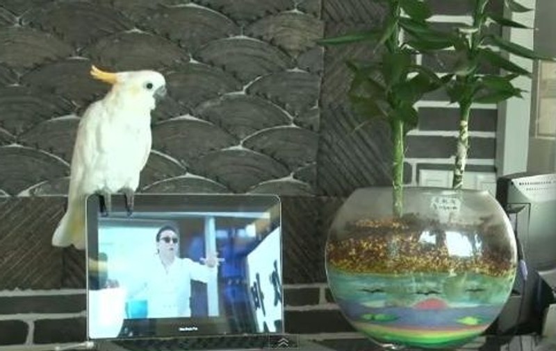Uite un papagal care cântă şi dansează pe GANGNAM Style! | VIDEO