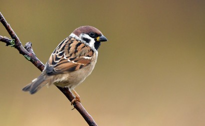 Specii de pasari din Romania-Passer domesticus