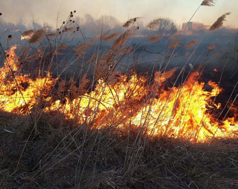 Incendiu puternic în Delta Văcărești. ISU București: Focul a fost provocat