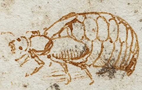 Leonardo da Vinci a desenat un gândac bășicos sau cantaridă, din familia meloidelor. Foto: British Library Board