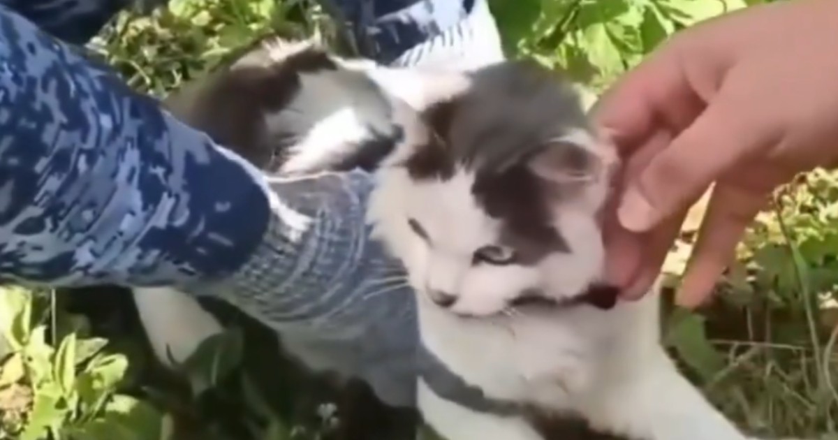 Imaginea surprinde o pisică alb-negru ținută de mai multe persoane în timp ce este verificată într-o zonă cu vegetație. Animalul pare să poarte în jurul gâtului un obiect sau un pachet, pe care oamenii îl inspectează cu atenție.