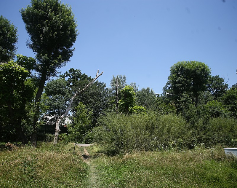 Jungla din nordul Bucureștiului. Cum au ajuns să arate două dintre „oazele de relaxare” ale Capitalei