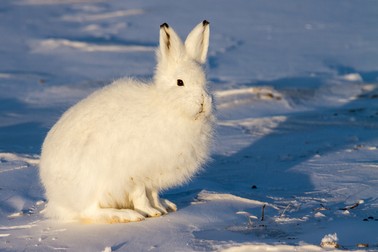Iepurele arctic