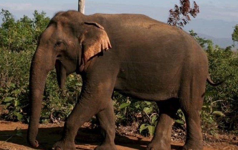 Un elefant ȘI-A UCIS ÎNGRIJITORUL și a fugit în junglă cu trei turiști în spinare