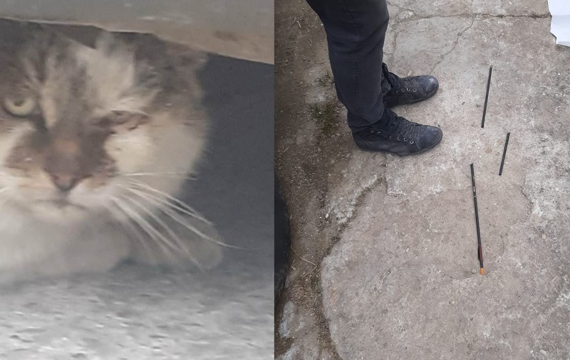 Mai multe pisici din Ilfov, vânate cu arbaleta. Poliția face verificări