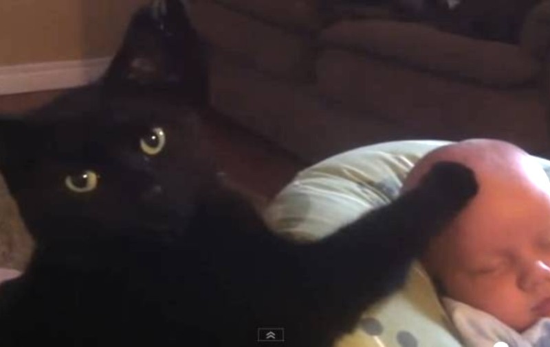 IMAGINILE CARE AU ÎNDUIOŞAT INTERNETUL! O pisică linişteşte un bebe care plânge | VIDEO DE SENZAŢIE