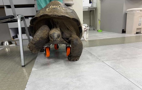 Țestoasa uriașă cu roți, soluția inedită a unui veterinar din Filipine: „Când nu mai poți merge, iei skateboardul”