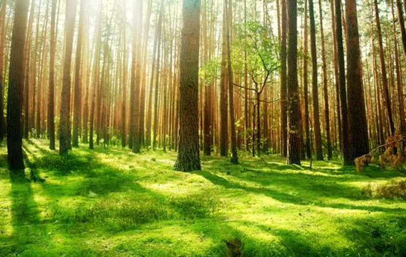 O româncă din Italia care a plecat de acasă amenințând că se sinucide a fost găsită într-o pădure. Care este starea ei
