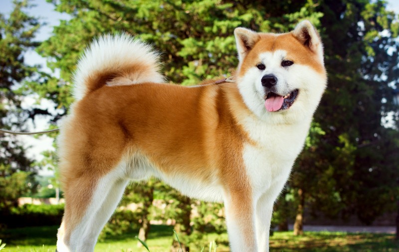 Akita - ce temperament are unul dintre cei mai cunoscuți câini de vânătoare