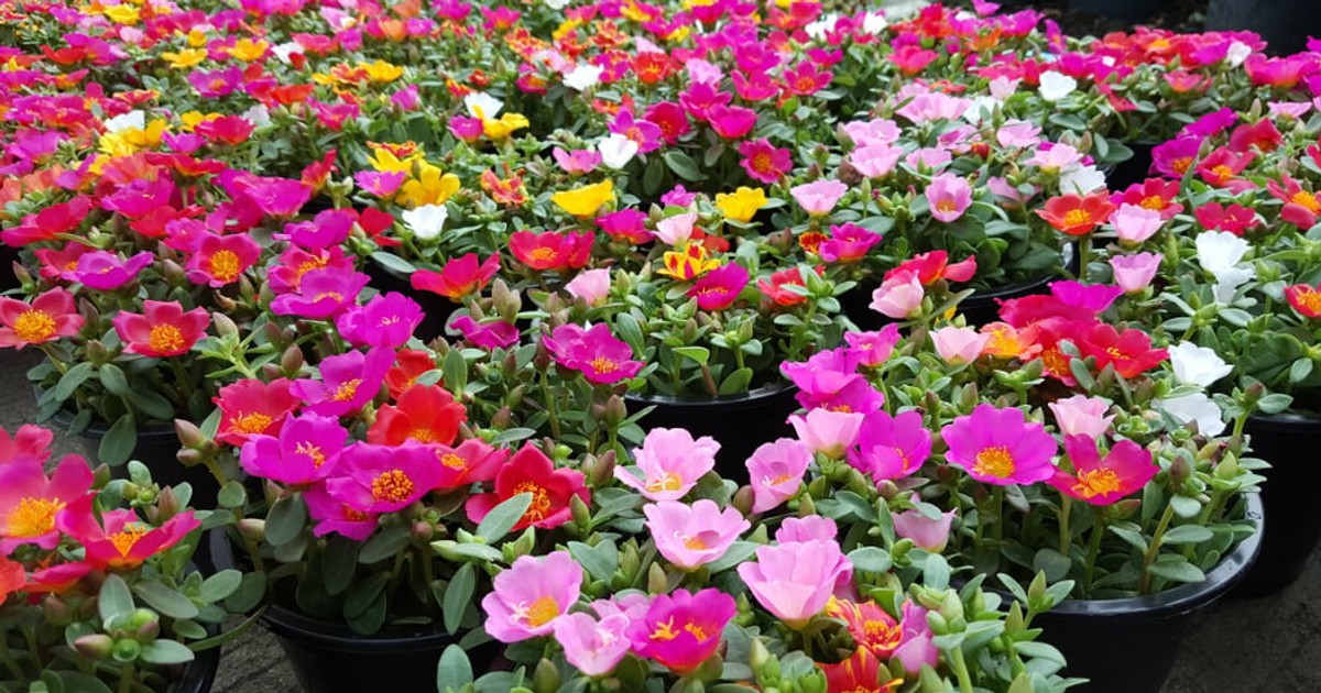 Flori de piatra ingrijire si cultivare in ghiveci si gradina