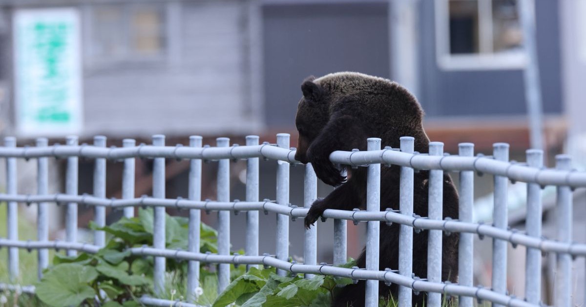 Ursul brun Ussuri Ursus sare un gard metalic, la Parcul Național Shiretoko, Peninsula Shiretoko, în Hokkaido, Japonia.