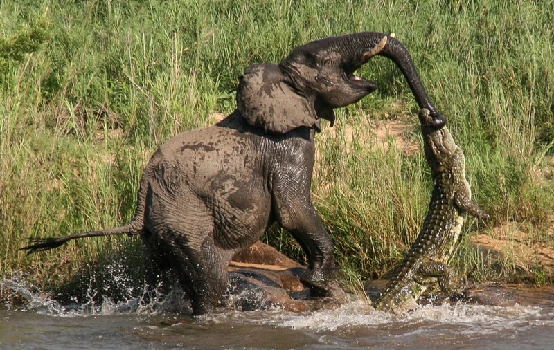 Luptă pe viaţă şi pe moarte! Elefant prins de un crocodil | FOTO