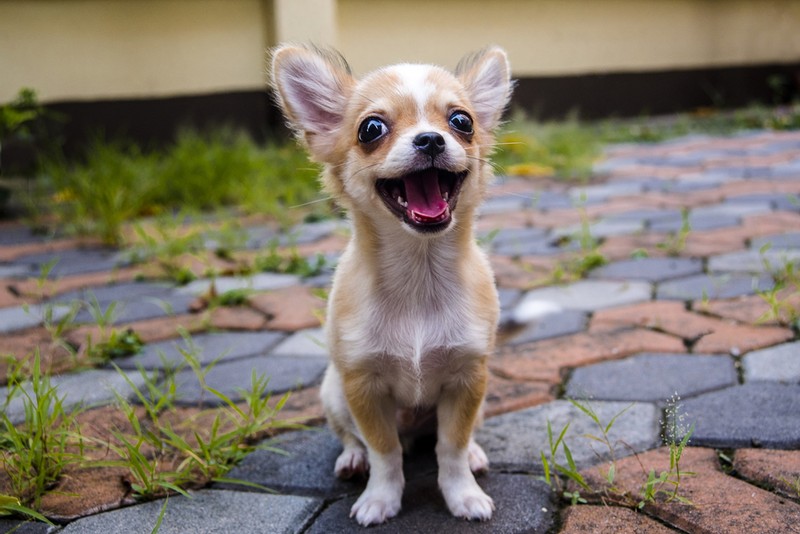 Ce caracteristici are un câine Chihuahua